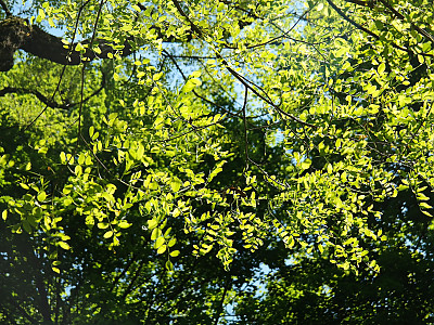 아까시나무 사진 - Robinia pseudoacacia L. Photos