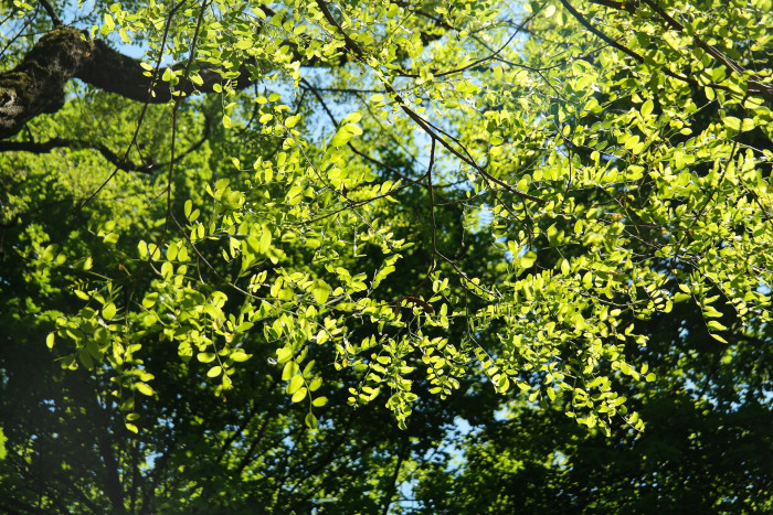 아까시나무 - Robinia pseudoacacia L.