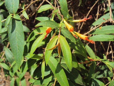 우드포디아 프루티코사 사진 - Woodfordia fruticosa Photos