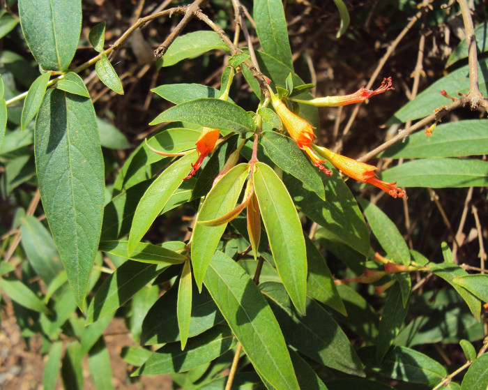 우드포디아 프루티코사 - Dhataki, Woodfordia fruticosa