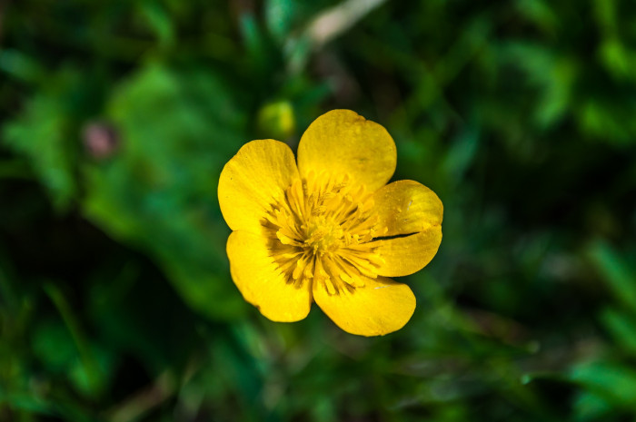 동의나물 - Caltha palustris var
