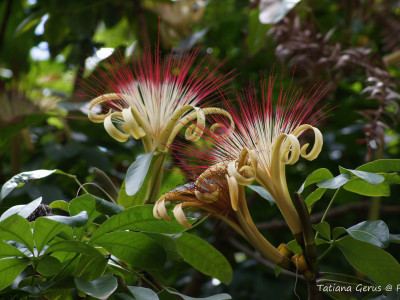 피카라 사진 - Pachira aquatica Photos