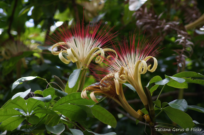 피카라 - Money Tree, Pachira aquatica