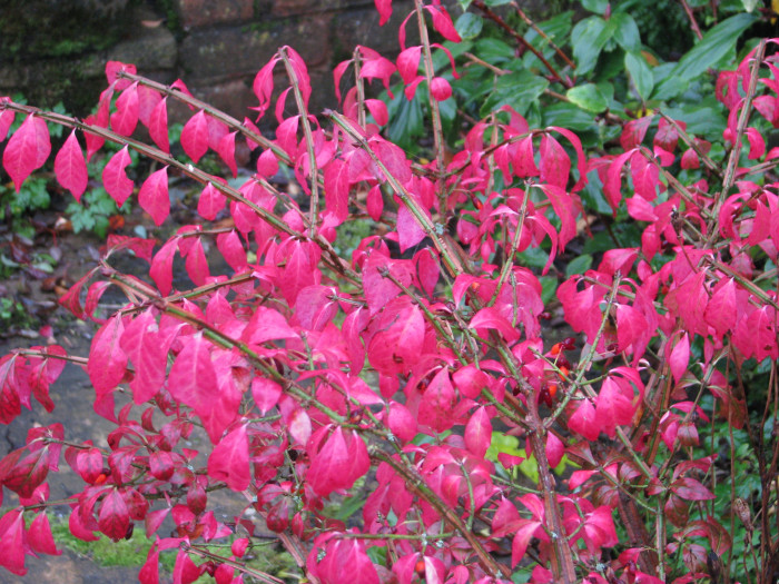 화살나무 - Burning Bush, Euonymus alatus (Thunb.) Siebold
