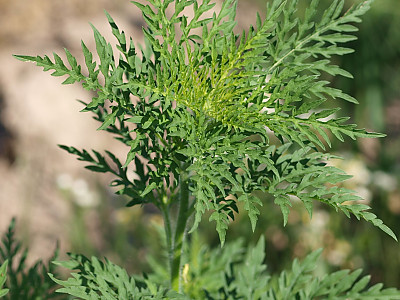 돼지풀 사진 - Ambrosia artemisiifolia L. Photos