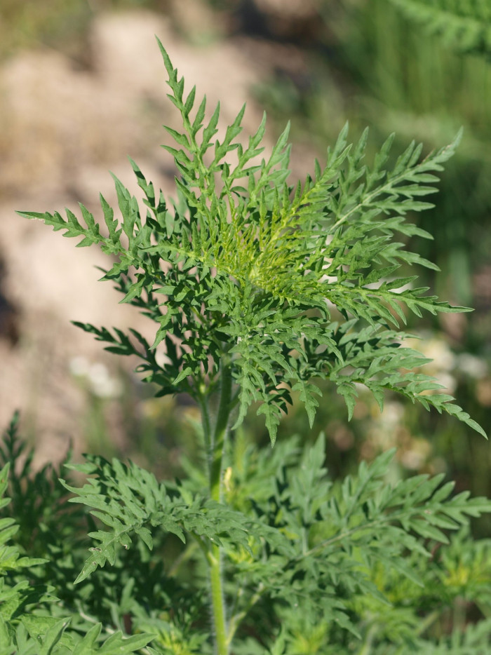 돼지풀 - Ambrosia artemisiifolia L.