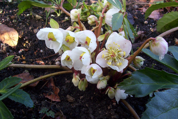 크리스마스로즈 - Christmas rose, Black hellebore, Helleborus niger L.