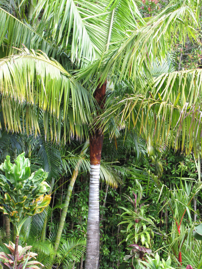 테티베어 야자 - Teddy Bear Palm, Red-stemmed triangular palm, Redneck palm, Dypsis leptocheilos