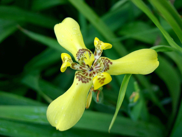 워킹아이리스 - Walking Iris, Neomarica gracilis
