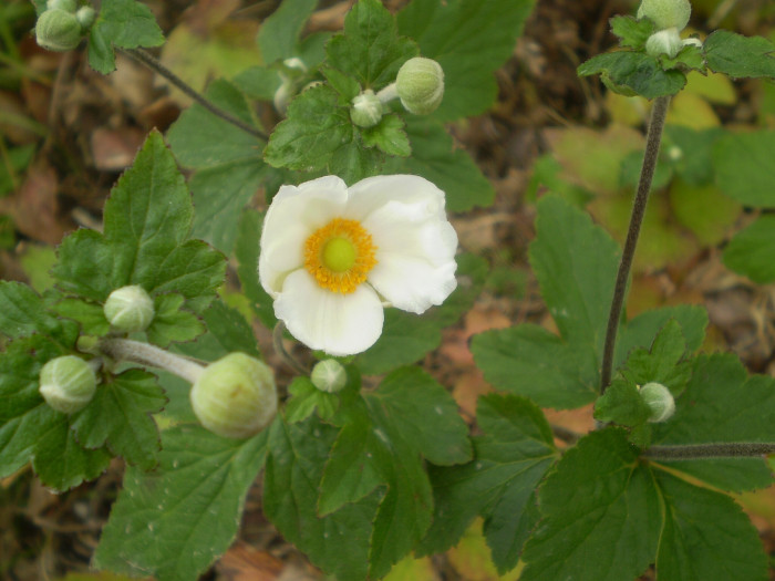 대상화 - Anemone hupehensis var. japonica (Thunb.) Bowles & Stearn