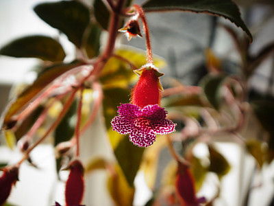 코레리아 사진 - Kohleria spp. Photos