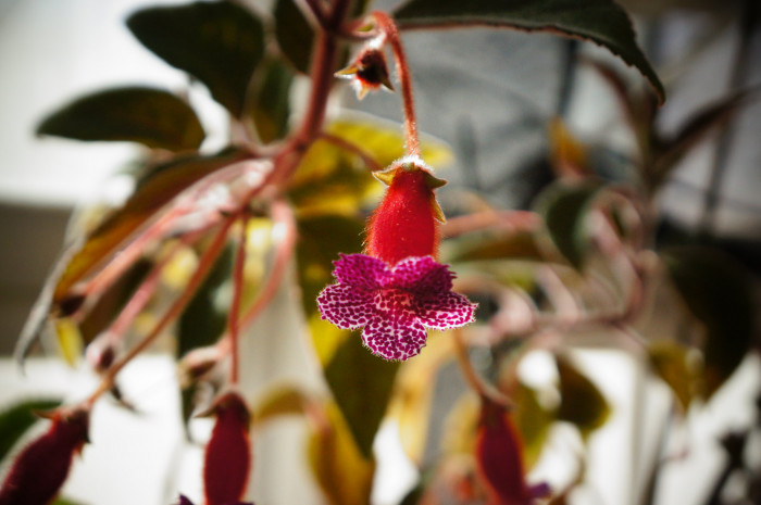 코레리아 - Manchu, Kohleria spp.