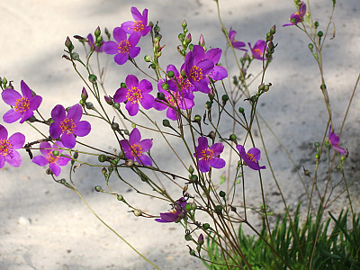 초화화 사진 - Talinum calycinum Photos
