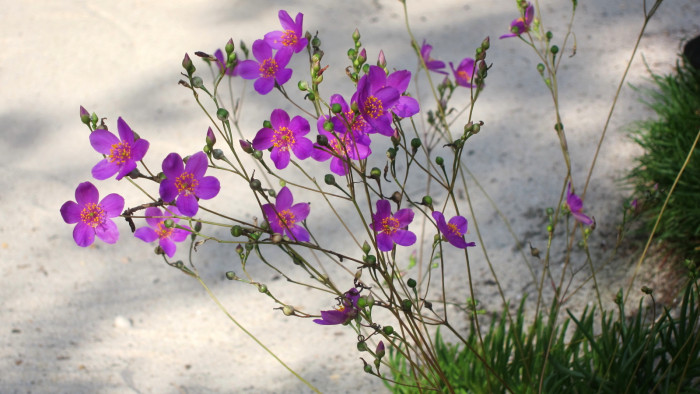 초화화 - large fameflower, Talinum calycinum