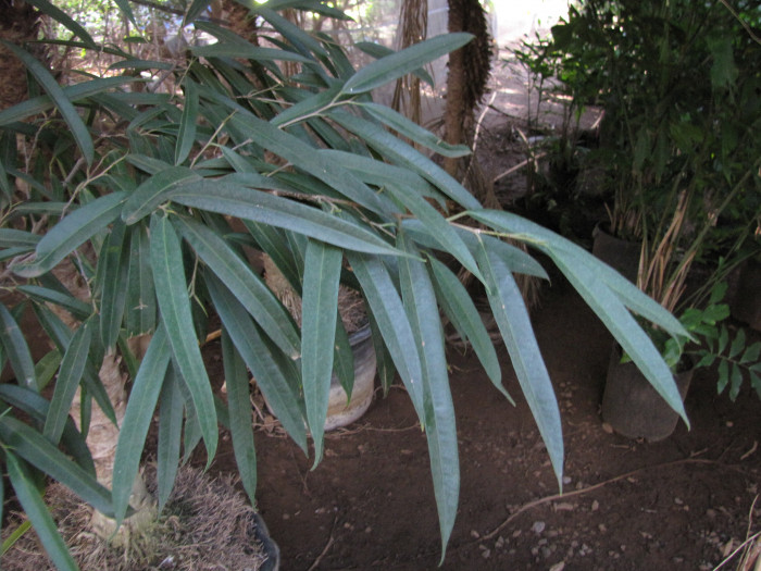 피쿠스 아리 - Ficus alii, Ficus maclellandii
