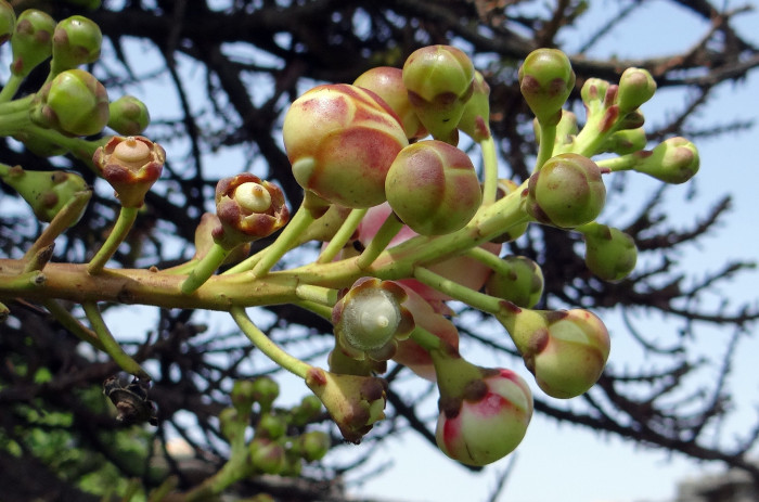 캐논볼 트리 - Cannonball tree, Couroupita guianensis