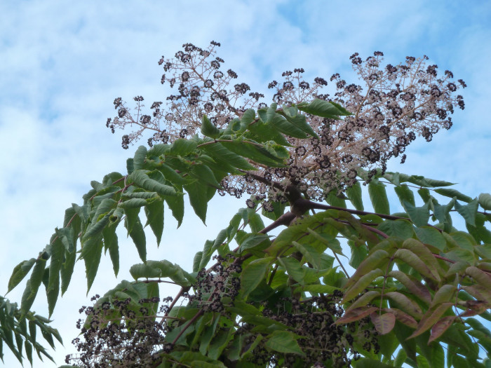 두릅나무 - Aralia elata (Miq.) Seem.