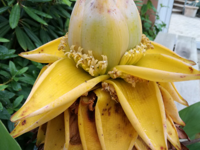 황금연꽃바나나 사진 - Musella lasiocarpa Photos
