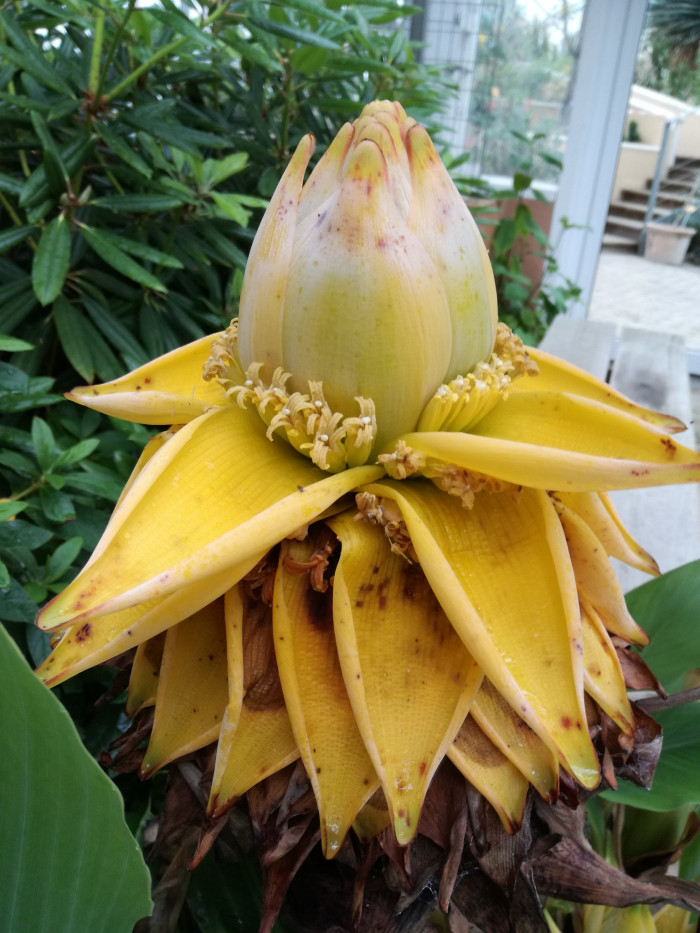 황금연꽃바나나 - Chinese yellow banana, Chinese dwarf banana, Golden lotus banana, Ensete lasiocarpum, Musella lasiocarpa