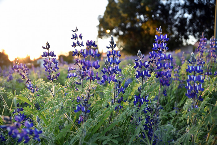 루피너스 - lupine, Lupinus spp