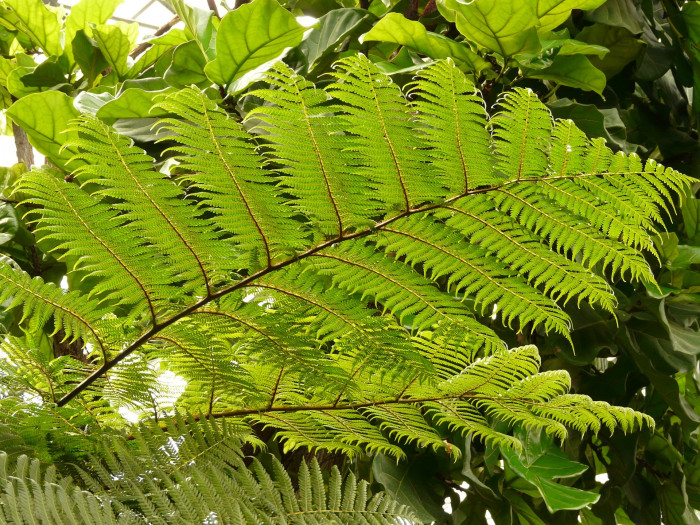 딕소니아 안타르크티카 - Tree Ferns, Dicksonia antarctica