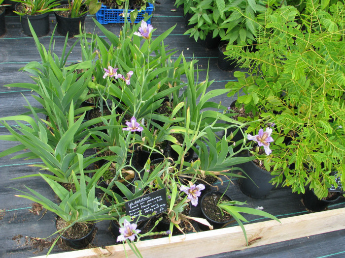 대청부채 - Iris dichotoma Pall.