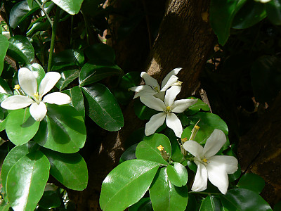 오렌지 자스민 사진 - Murraya paniculata Photos