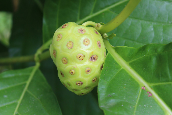 노니 - Noni fruit, Morinda citrifolia
