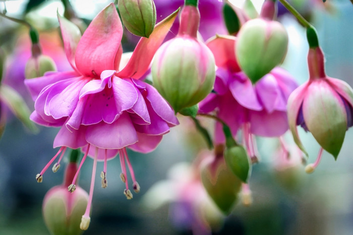 후쿠시아 - Common garden fuchsia, Fuchsia spp.