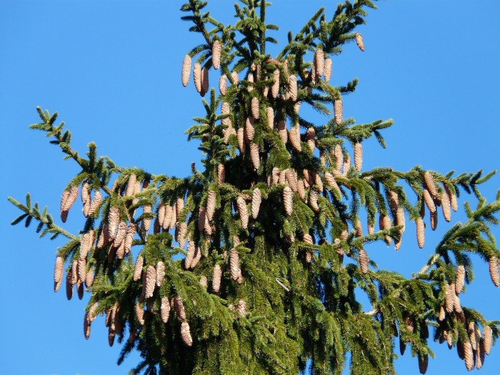독일가문비 - Picea abies (L.) H.Karst.