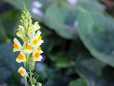 좁은잎해란초 사진 - Linaria vulgaris Hill Photos