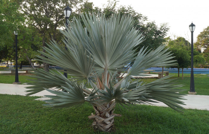 멕시코블루야자 - Mexican blue palm, blue hesper palm, Brahea armata