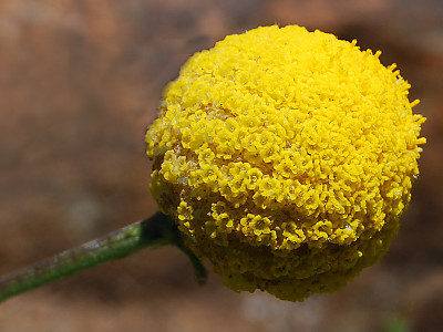 골든볼 사진 - Craspedia globosa Photos