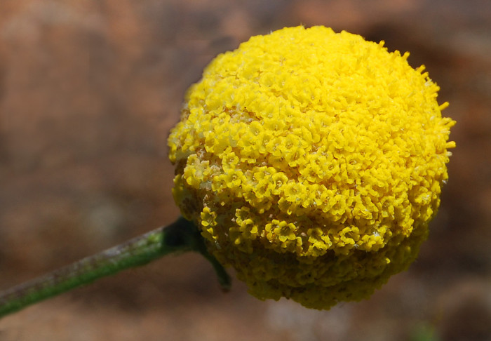 골든볼 - Billy buttons, woollyheads, Craspedia globosa