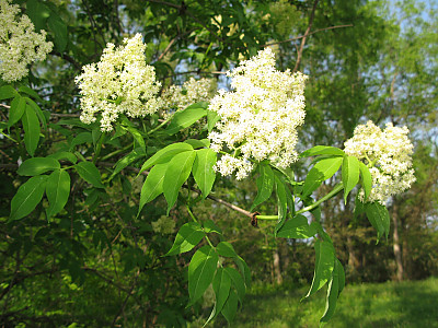 덧나무 사진 - Sambucus sieboldiana (Miq.) Blume ex Graebn. Photos
