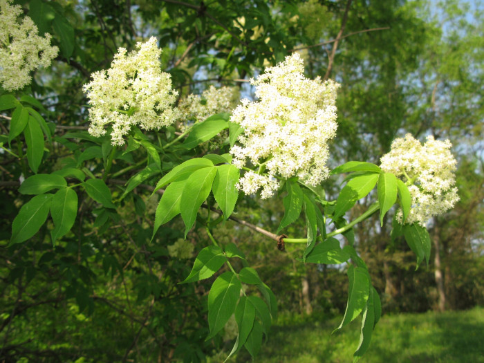 덧나무 - Sambucus sieboldiana (Miq.) Blume ex Graebn.
