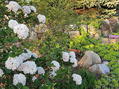 유럽분꽃 사진 - Viburnum carlcephalum Photos
