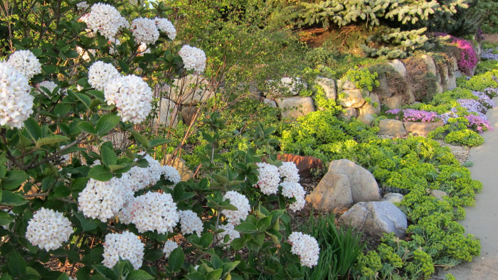 유럽분꽃 - Viburnum carlcephalum