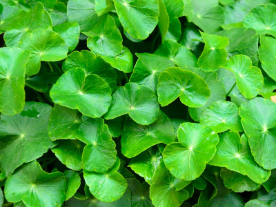 병풀 사진 - Centella asiatica (L.) Urb. Photos