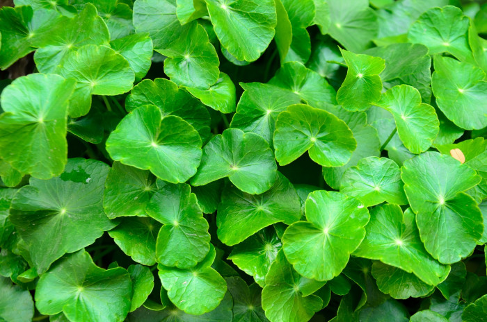 병풀 - Centella asiatica (L.) Urb.