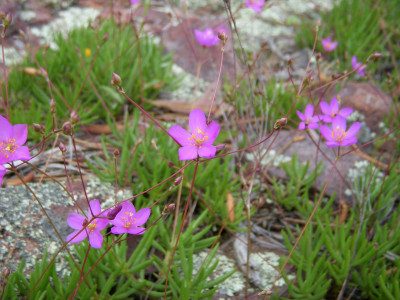 초화화 사진 - Talinum calycinum Photos