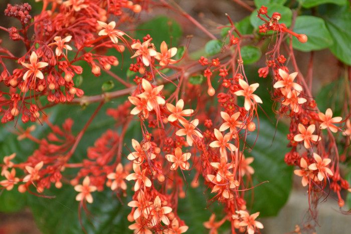 용선화 - Pagoda Flower, Pyramid flower, Temple flower, Clerodendrum paniculatum