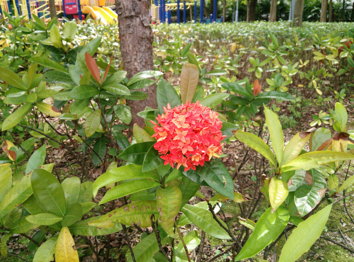 익소라 자바니카 - Ixora javanica