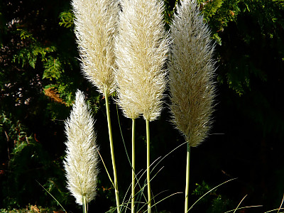 대형갈대 사진 - Cortaderia Selloana Photos