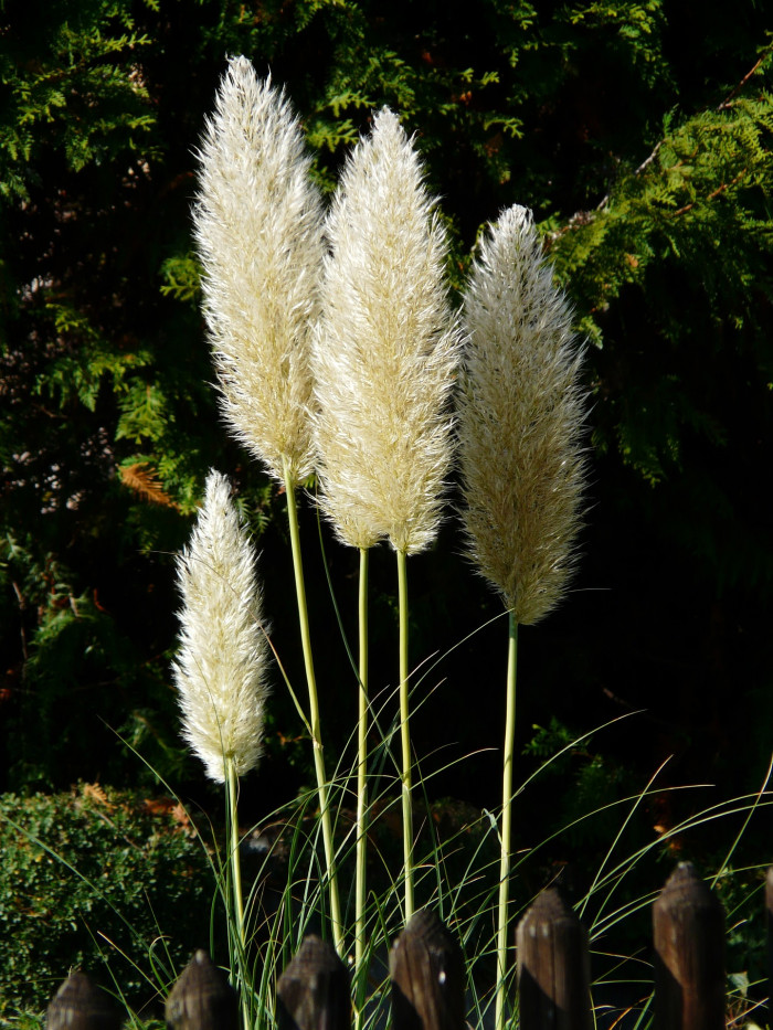 대형갈대 - Pampas Grass, Cortaderia Selloana