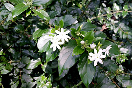 스타자스민 - Jasminum multiflorum