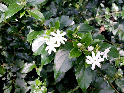 스타자스민 사진 - Jasminum multiflorum Photos