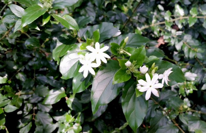 스타자스민 - star jasmine, winter jasmine, Indian jasmine, downy jasmine, Jasminum multiflorum