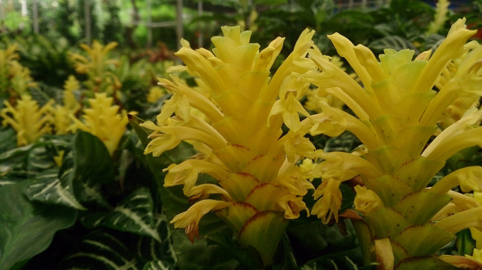 아펠란드라 - Aphelandra squarrosa