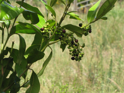 피멘토 사진 - Pimenta dioica Photos
